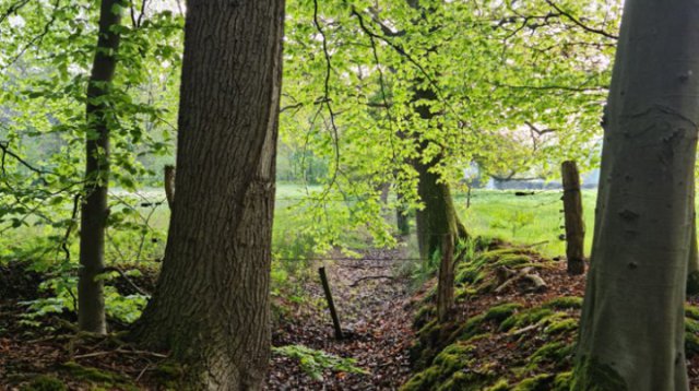 Dauwtrappen (donderdag 13 mei 2021)
